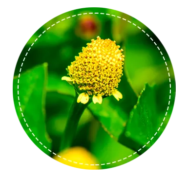 Logo LiftGold